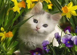 Mały, Kotek, Kwiatki
