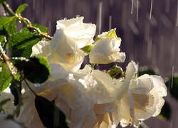 Róże, Krople, Deszczu