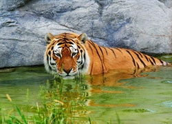 Tygrys, Woda, Skały