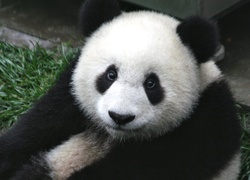 Panda, Spojrzenie, Trawa