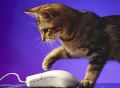 Kotek, Mysz, Komputerowa