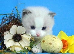 Kotek, Jajko, Kwiatki