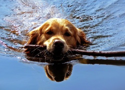 Pies, Aportowanie, Woda
