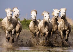 Galopujące, Białe, Konie