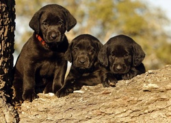 Trzy, Czarne, Labradory, Drzewo