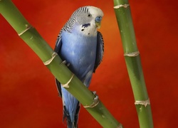 Papużka, Bambus