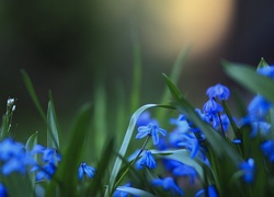Niebieskie, Kwiaty, Cebulicy