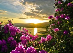 Jezioro, Kwiaty, Rododendron