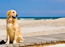 Pies, Plaża, Molo, Piasek