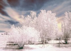 Śnieg, Drzewa, Zimowa, Aura