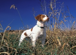 Brittani Spaniel, Łąka