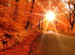 Droga, Jesień, Promienie, Słońca