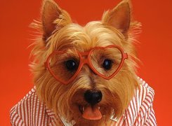 Pies, Koszulka, Okulary, Yorkshire Terrier
