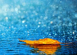 Żółty, Liść, Deszcz