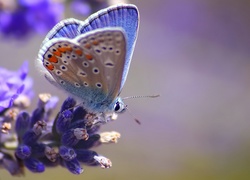 Błękitny, Motyl, Kwiat