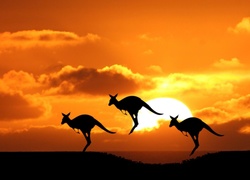 Kangury, Zachód, Słońca, Skoki