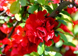 Kwitnąca, Pigwa, Czerwone, Kwiaty