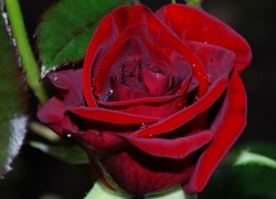 Czerwona, Róża, Liście