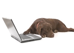 Brązowy, Labrador, Laptop