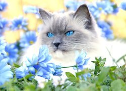 Kot, Niebieskie, Oczy, Margerytki