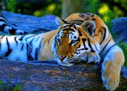 Leniwy, Tygrys, Odpoczynek