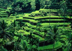 Tarasy, Uprawne, Bali