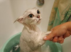 Kotek, Kąpiel, Ręka