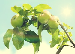 Jabłka, Gałąź, Zielone, Listki, Słońce
