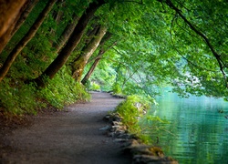 Park Narowodwy Plitwickie, Woda, Drzewa, Ścieżka