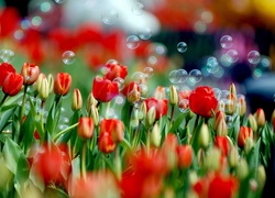 Czerwone, Tulipany, Bańki, Mydlane