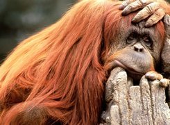 Smutna, Małpa, Orangutan