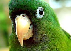 Zielona, Papuga