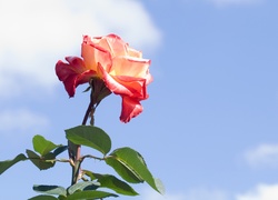 Róża, Niebo
