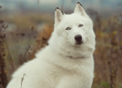 Biały, Siberian, Husky