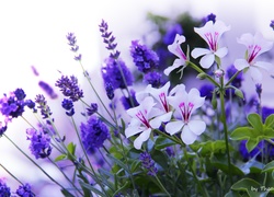 Białe, Pelargonie, Lawenda, Niebieskie, Kwiaty