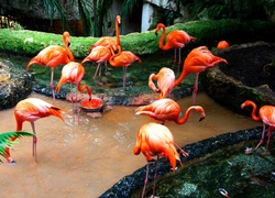 Stado, Flamingi