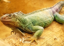 Kolorowa, Iguana