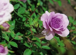 Fioletowa, Róża