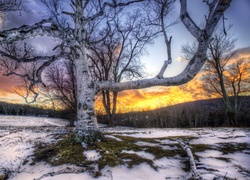 Śnieg, Drzewa, Gałęzie