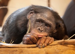 Szympans Szympans