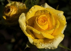 Żółta, Róża, Listki