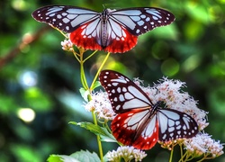 Dwa, Motyle, Kwiat