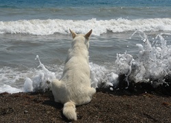 Pies, Morze, Tęsknota