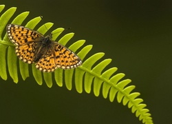 Motyl, Paproć