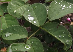 Liście, Krople, Deszczu
