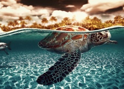 Żółw, Wodny, Ocean