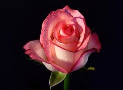 Kwiat, Róży, Rosa