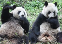 Misie, Panda, Posiłek