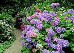 Ogród, Dróżka, Kwiaty, Hortensje