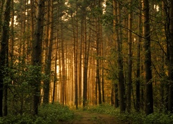 Las, Drzewa, Leśna, Droga, Przebijające Światło